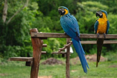 Two araras perching on wood