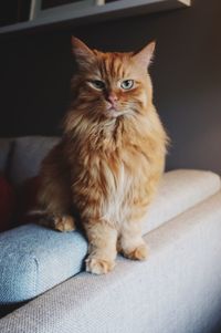 Portrait of cat sitting on sofa at home