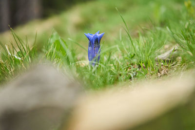 Close-up of purple crocus flowers on field