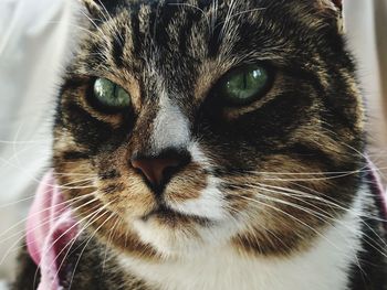 Close-up portrait of a cat