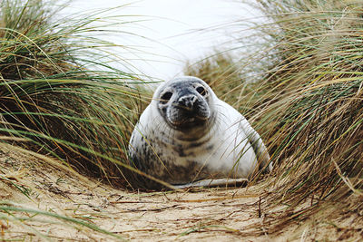 Seal in the dunes 