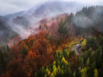 Scenic view of forest during autumn