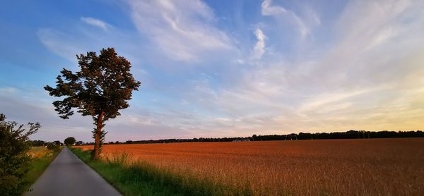 Scenic view of agricultural field against sky during sunset