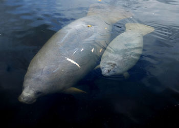 High angle view of fish swimming in sea