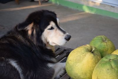 Close-up of a dog looking away