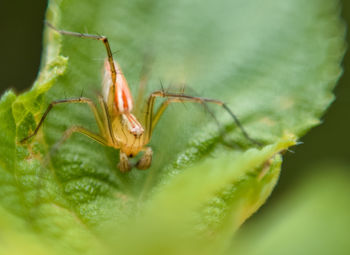 Close-up of insect