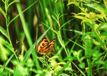 Close-up of butterfly on grass