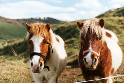 Portrait of horse in ranch