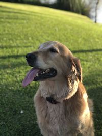 Close-up of dog looking away on field