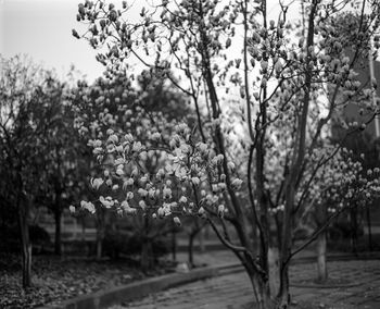 Flowers growing on tree