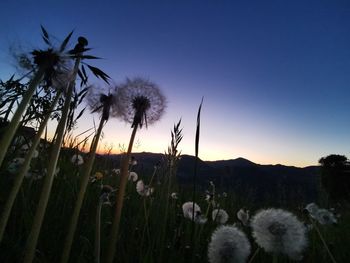 Silhouette plants on field against sky during sunset