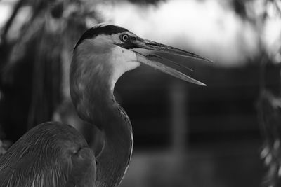 Close-up of gray heron