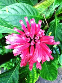 Close-up of pink flower