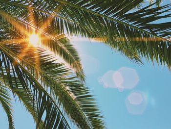 Close-up of palm tree against sky