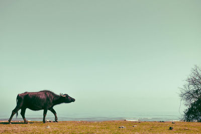 Horse standing on field against sky
