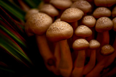 Full frame shot of mushrooms