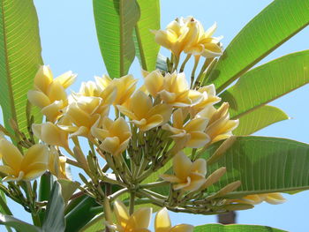 Low angle view of yellow flowers against sky