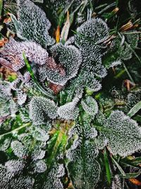 Close-up of frozen leaves