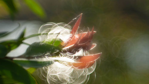 Close-up of flower