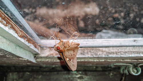 Close-up of leaf on glass window