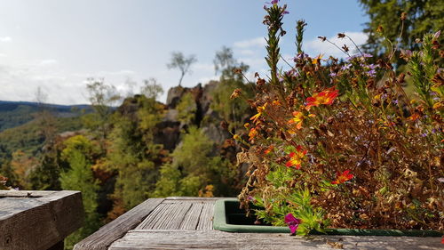 Close-up of flowering plants in park against sky