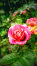 Close-up of pink rose