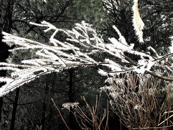 Close-up of bare tree in winter
