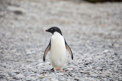 Close-up of penguin on pebbles at beach