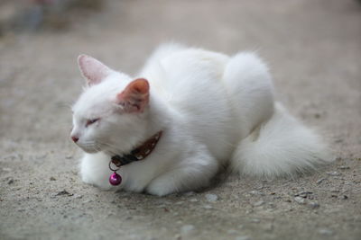 Close-up of a cat resting