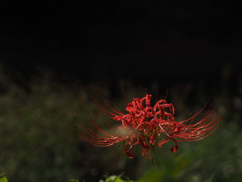 Close-up of red flower