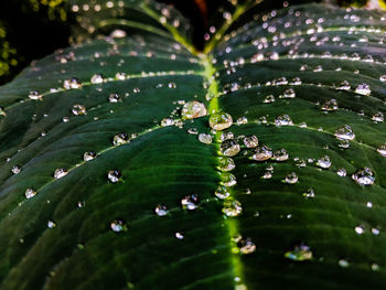 Full frame shot of raindrops on leaves