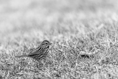 Bird perching on grass