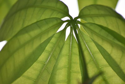Close-up of umbrella plant leaves