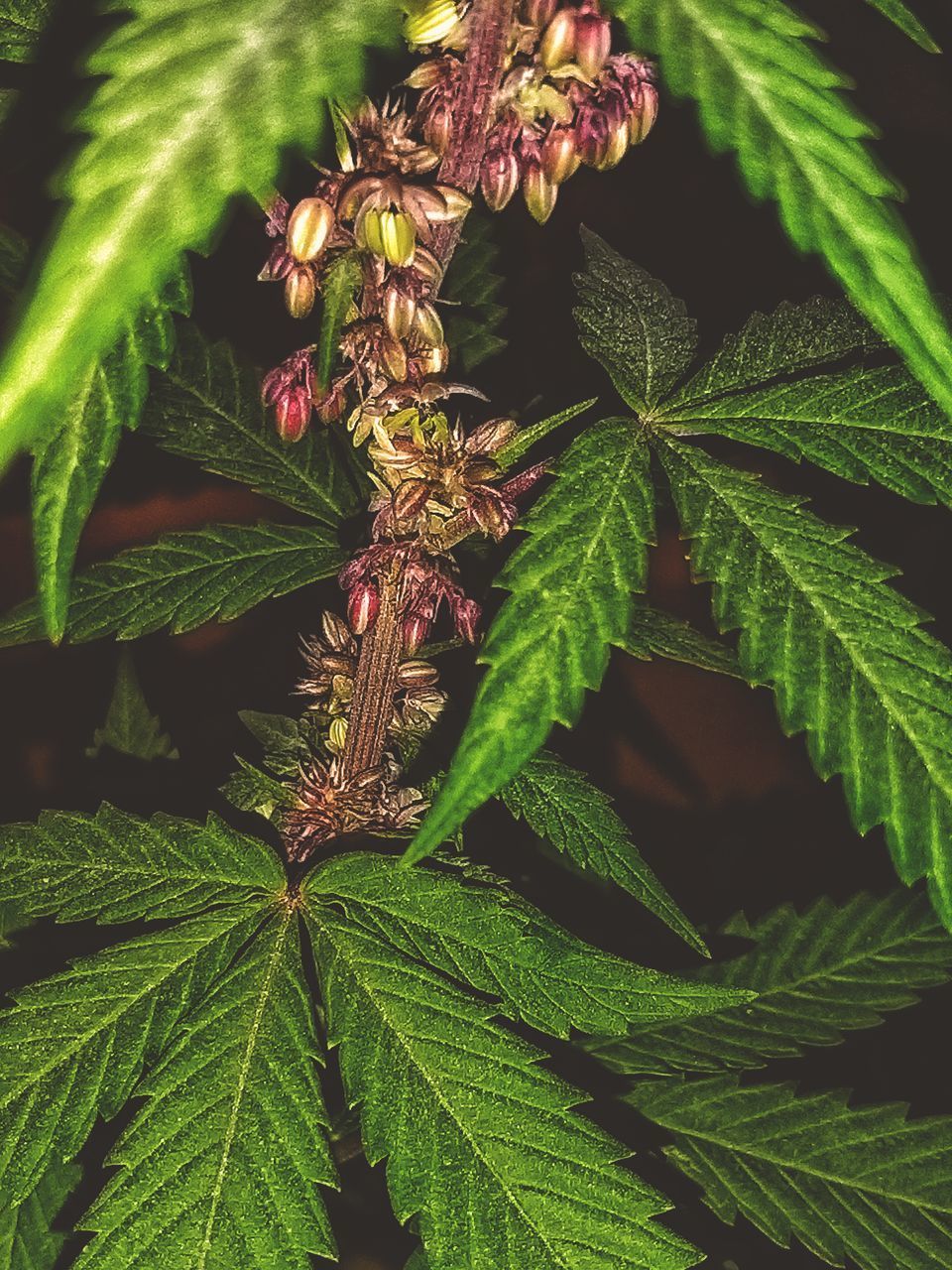 HIGH ANGLE VIEW OF FRESH PLANT