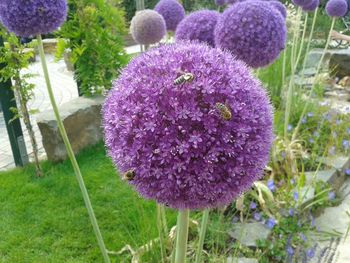 Close-up of pink flowers
