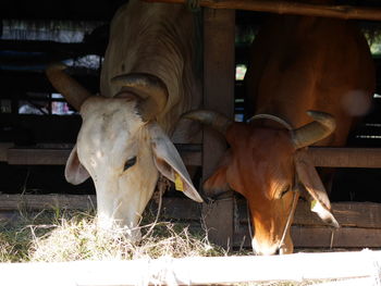 Cow in stable