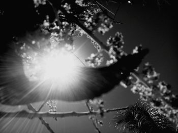 Close-up of flowering plant against bright sun