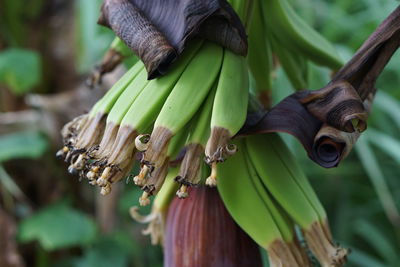 Close-up of banana 