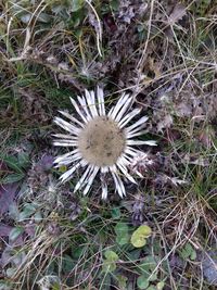 Close-up of flower growing in field