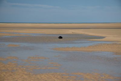 Dog laying in a pool on a sandy beach on a clear sunny day