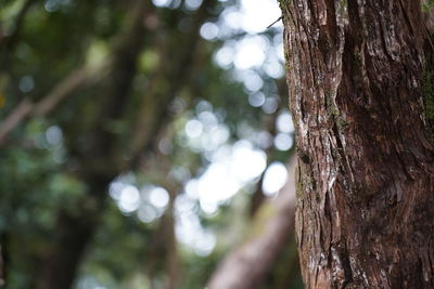 Close-up of tree trunk in forest