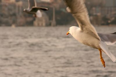 Seagull flying over white background