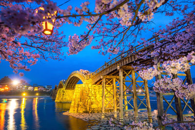 Low angle view of cherry blossom by river at night