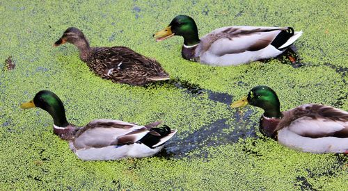 Ducks on grass