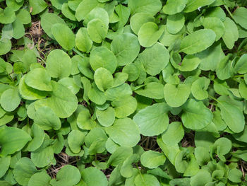 Full frame shot of green leaves