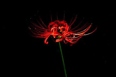 Close-up of red flower against black background