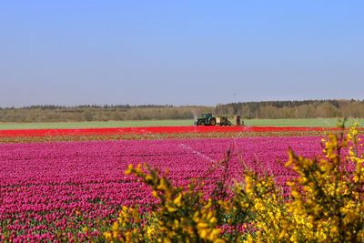 Purple flowering plants on field against clear sky