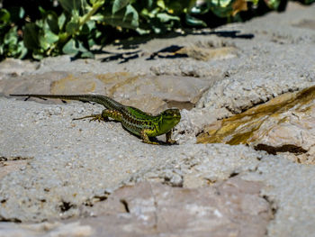 Close-up of lizard on rock