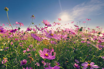 Natural view cosmos filed and sunset on garden background