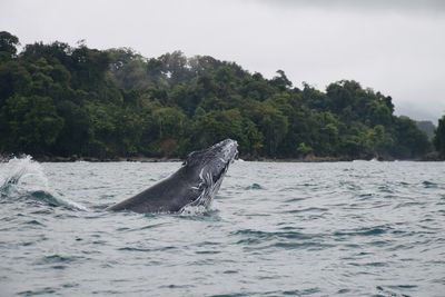 View of a turtle in sea